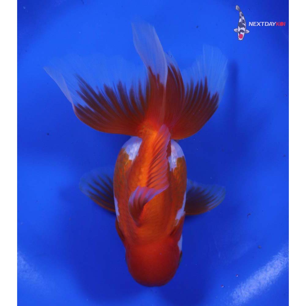 5.5” Imported Red and White Oranda