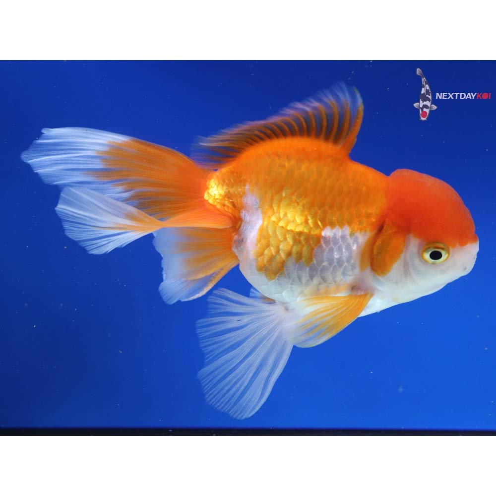 5.5” Imported Red and White Oranda