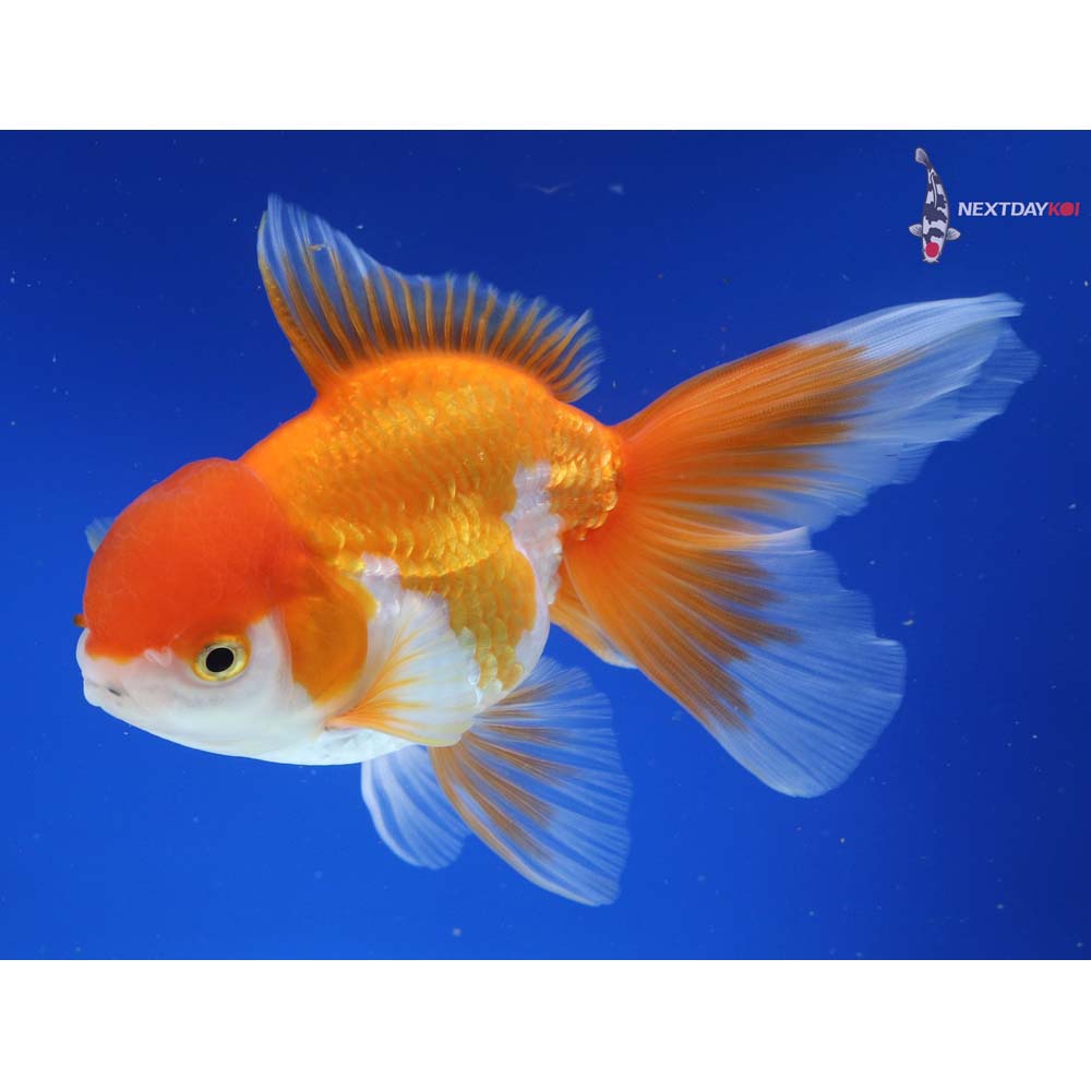 5.5” Imported Red and White Oranda