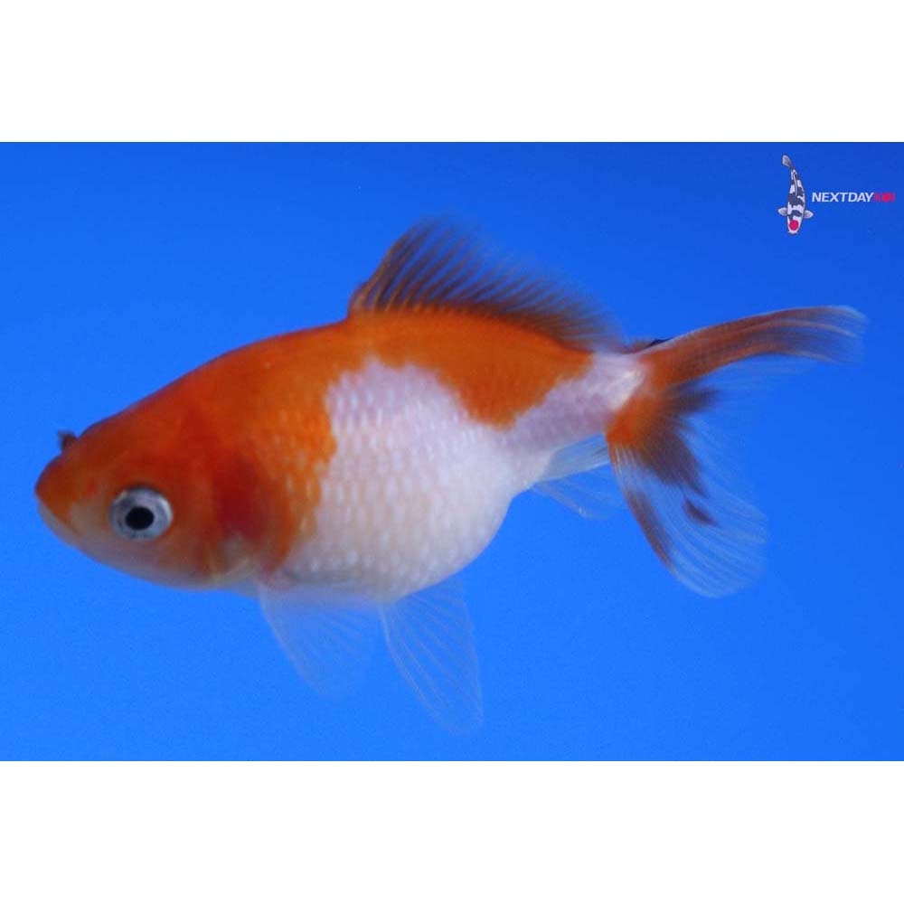 2.5” Imported Red and White Pearlscale