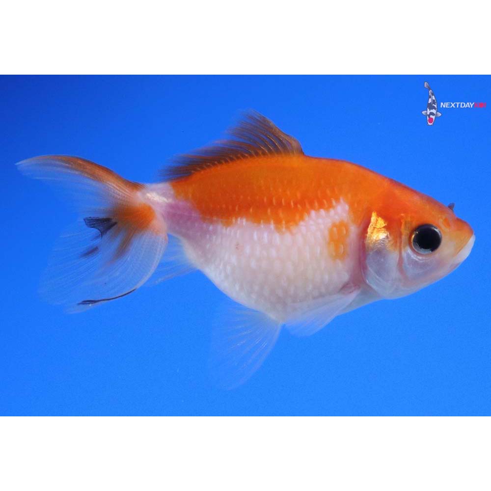 2.5” Imported Red and White Pearlscale