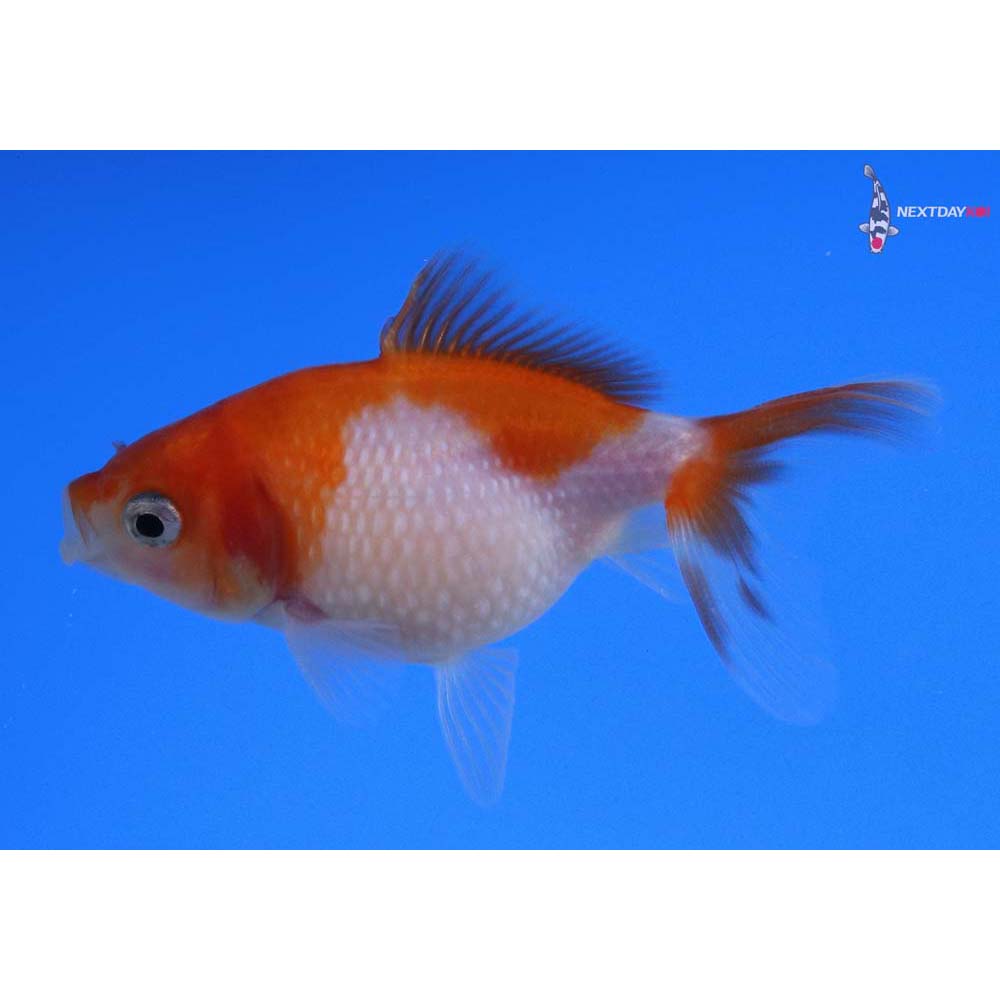 2.5” Imported Red and White Pearlscale