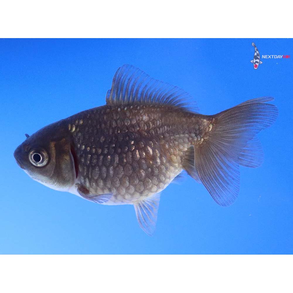 2.5” Imported Black Pearlscale