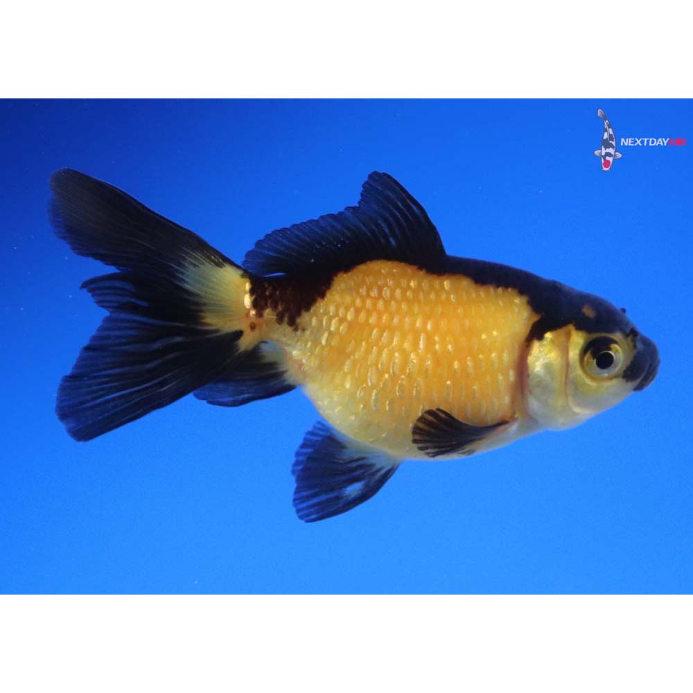 2.5” Imported Yellow and Black Pearlscale