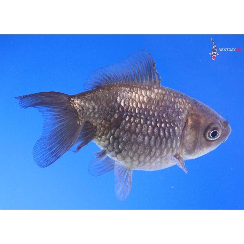 2.5” Imported Black Pearlscale