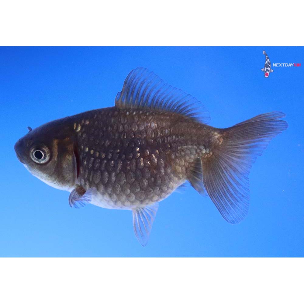 2.5” Imported Black Pearlscale