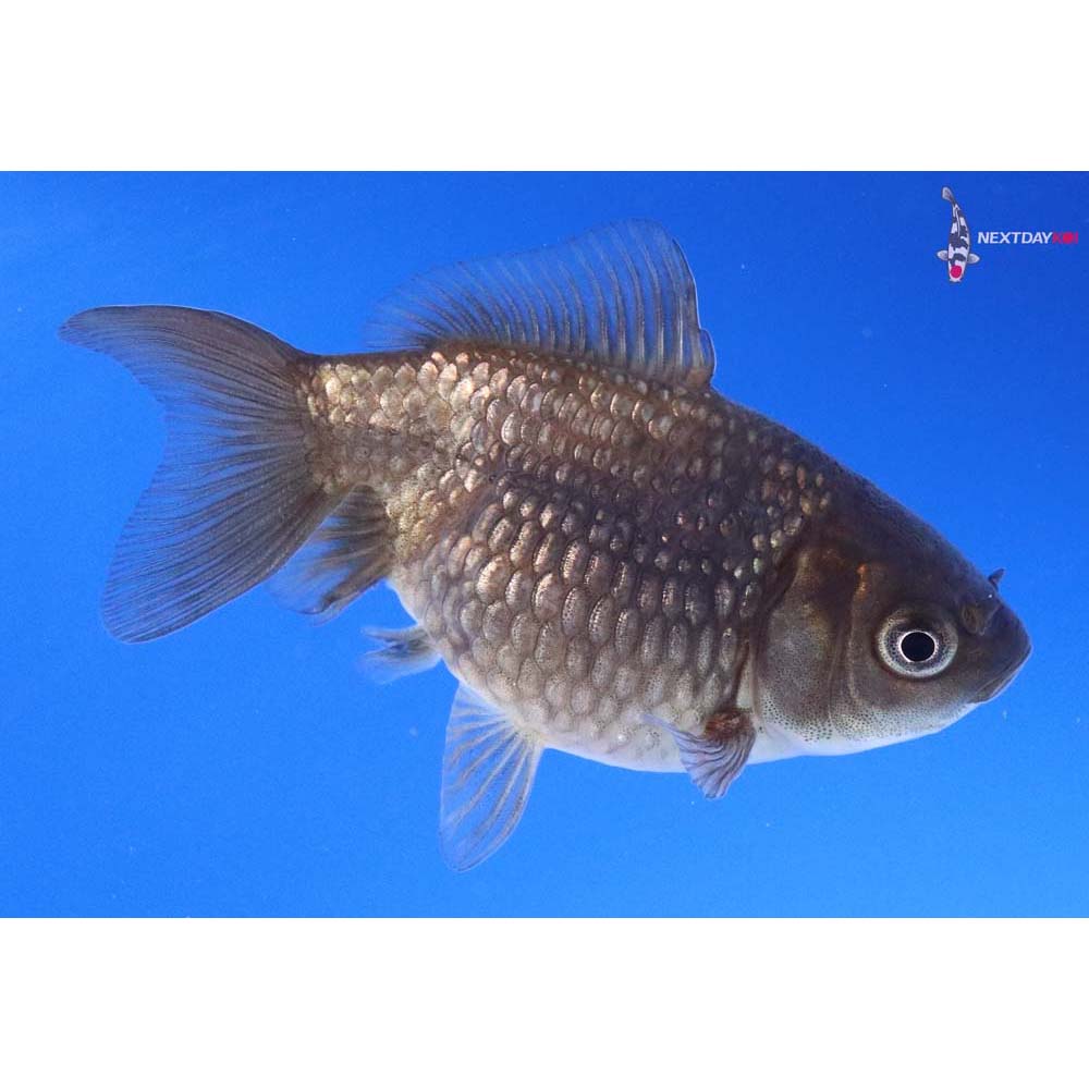 2.5” Imported Black Pearlscale