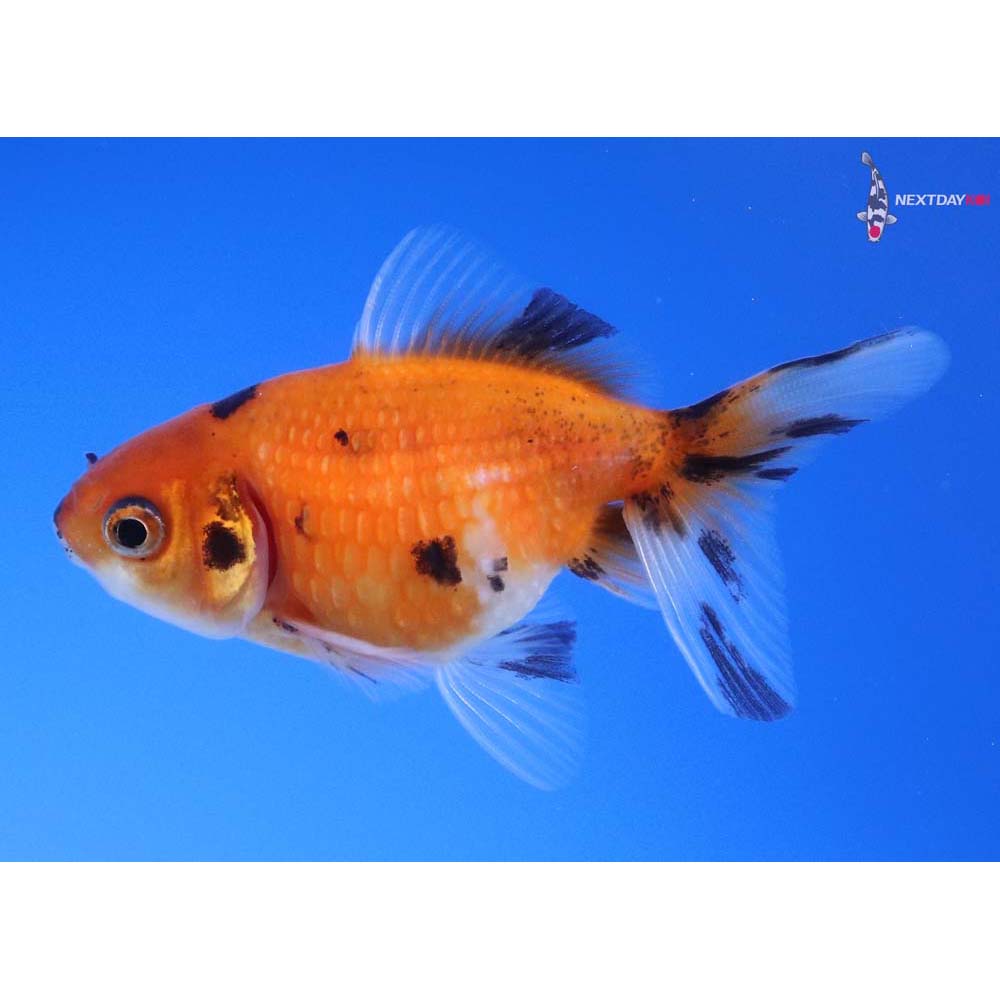 2.5” Imported Calico Pearlscale