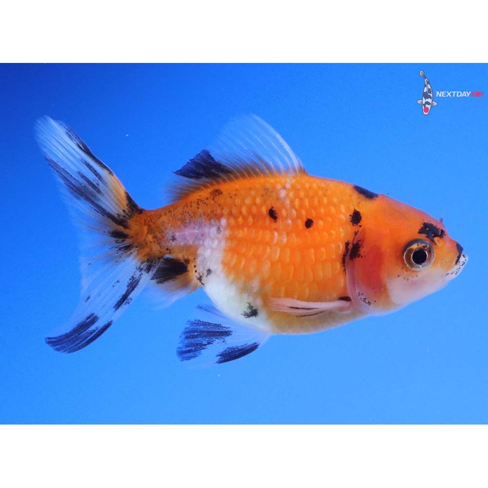 2.5” Imported Calico Pearlscale