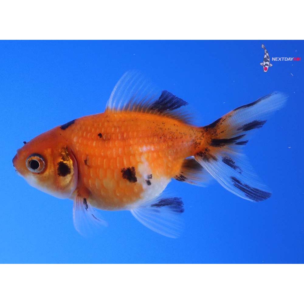 2.5” Imported Calico Pearlscale