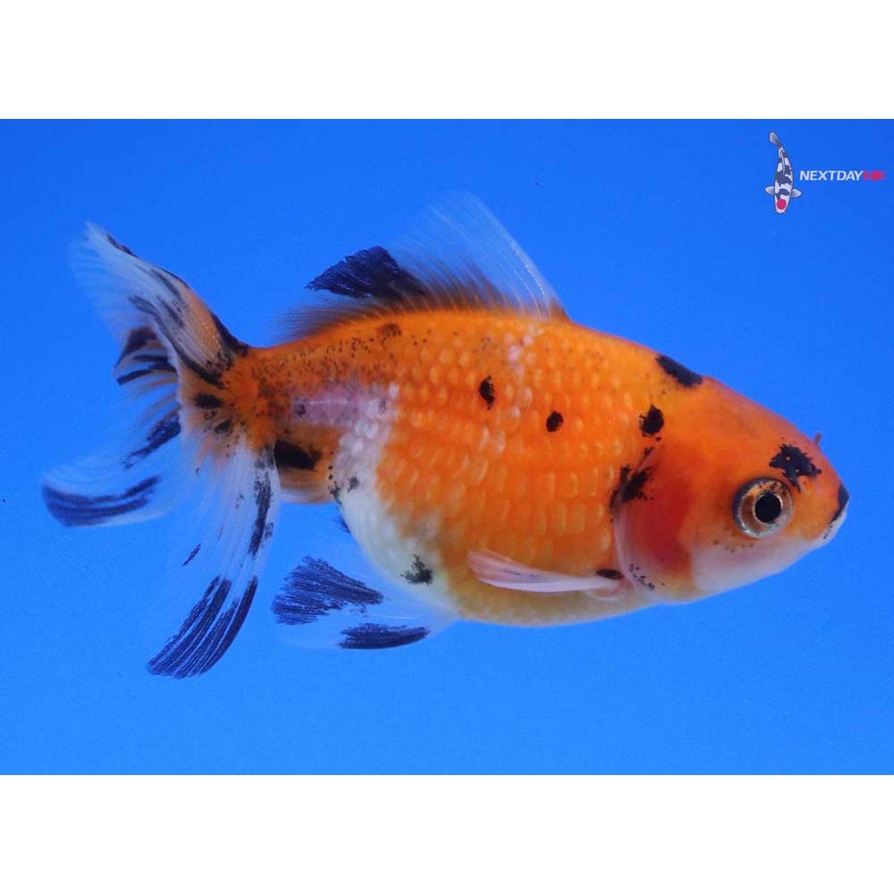 2.5” Imported Calico Pearlscale