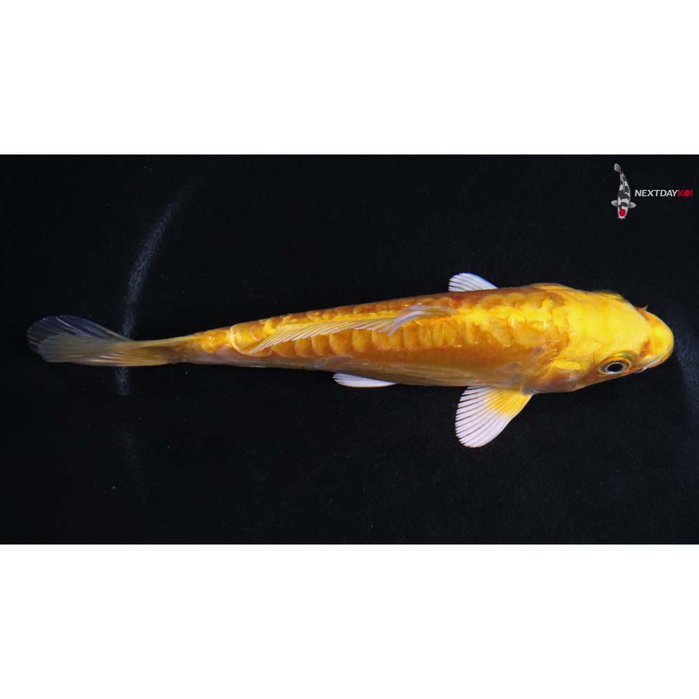 5” Imported Doitsu Yamabuki Ogon