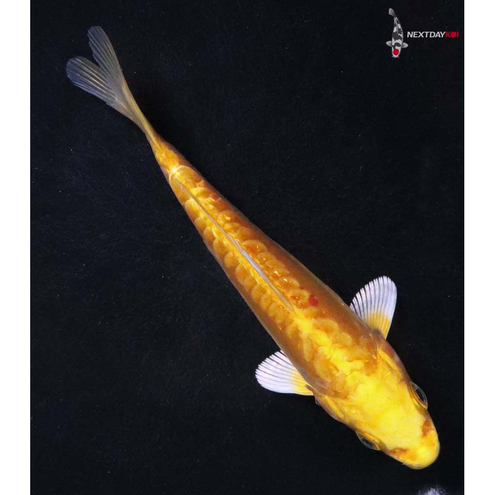 5” Imported Doitsu Yamabuki Ogon