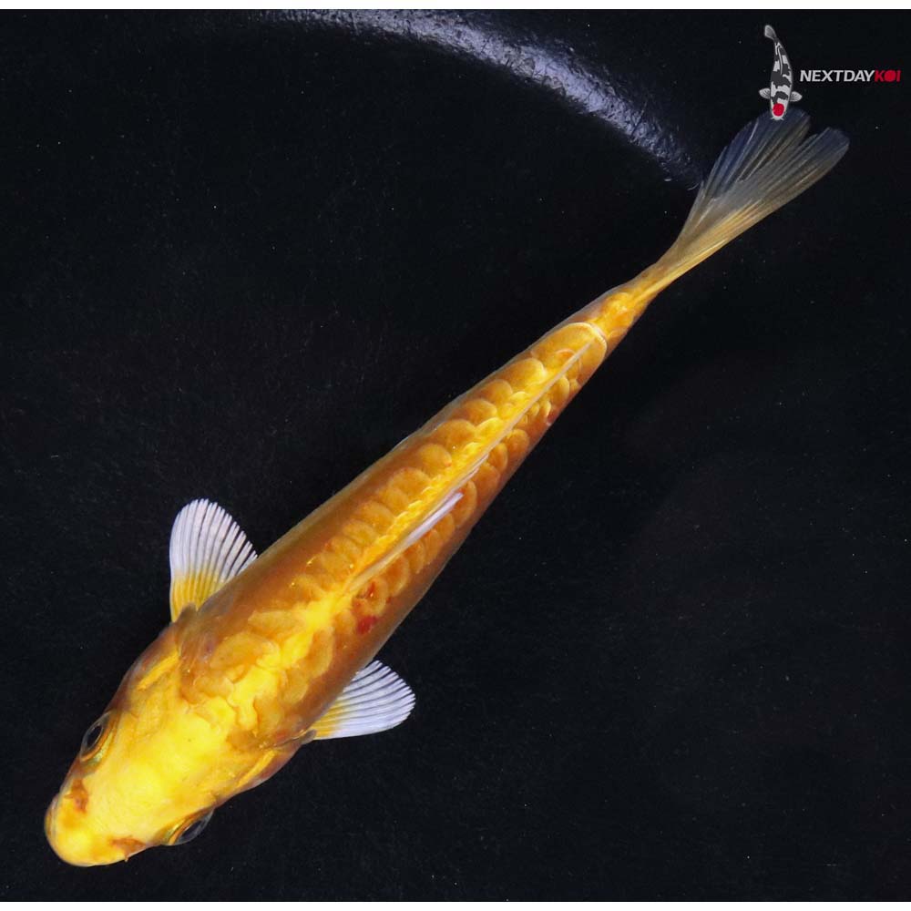 5” Imported Doitsu Yamabuki Ogon