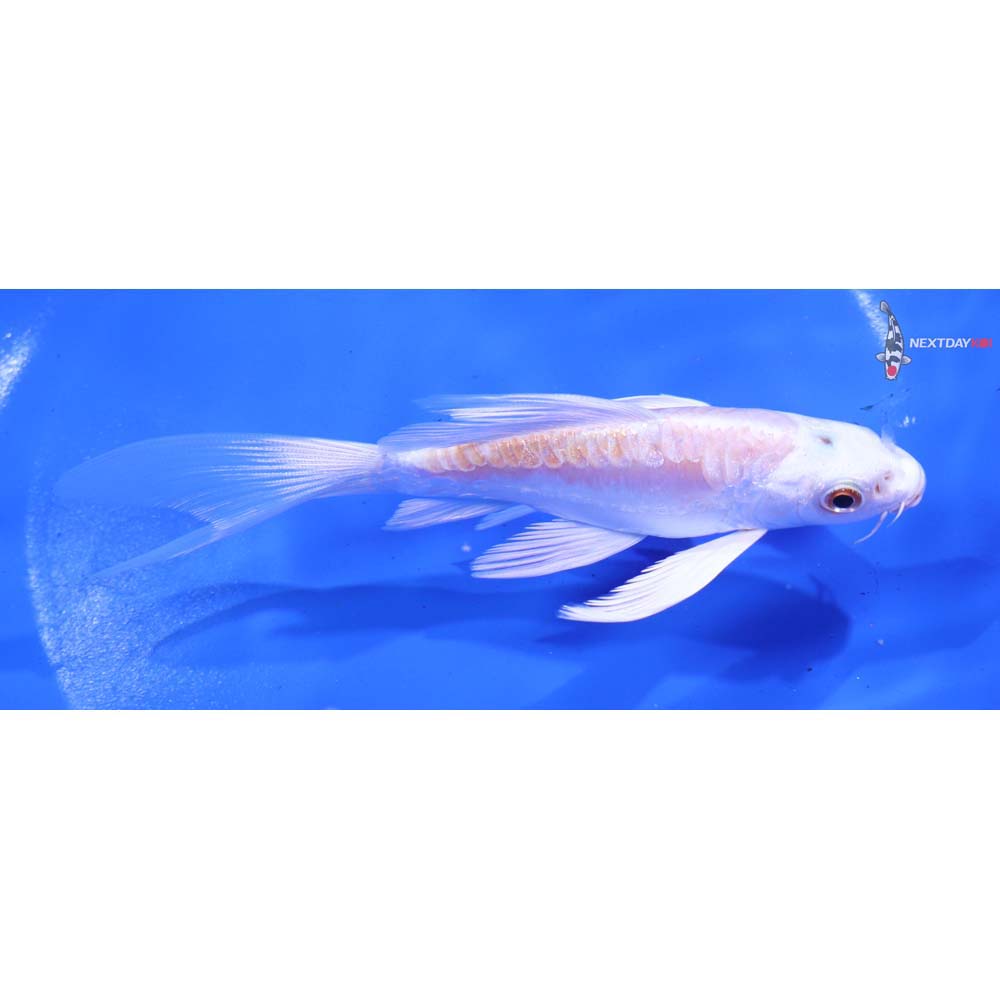 5.5” Imported Kikusui Butterfly Koi