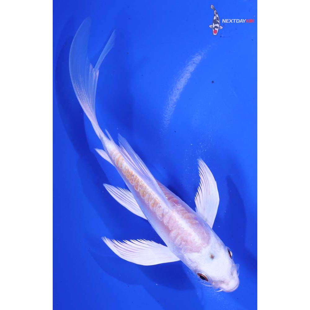 5.5” Imported Kikusui Butterfly Koi