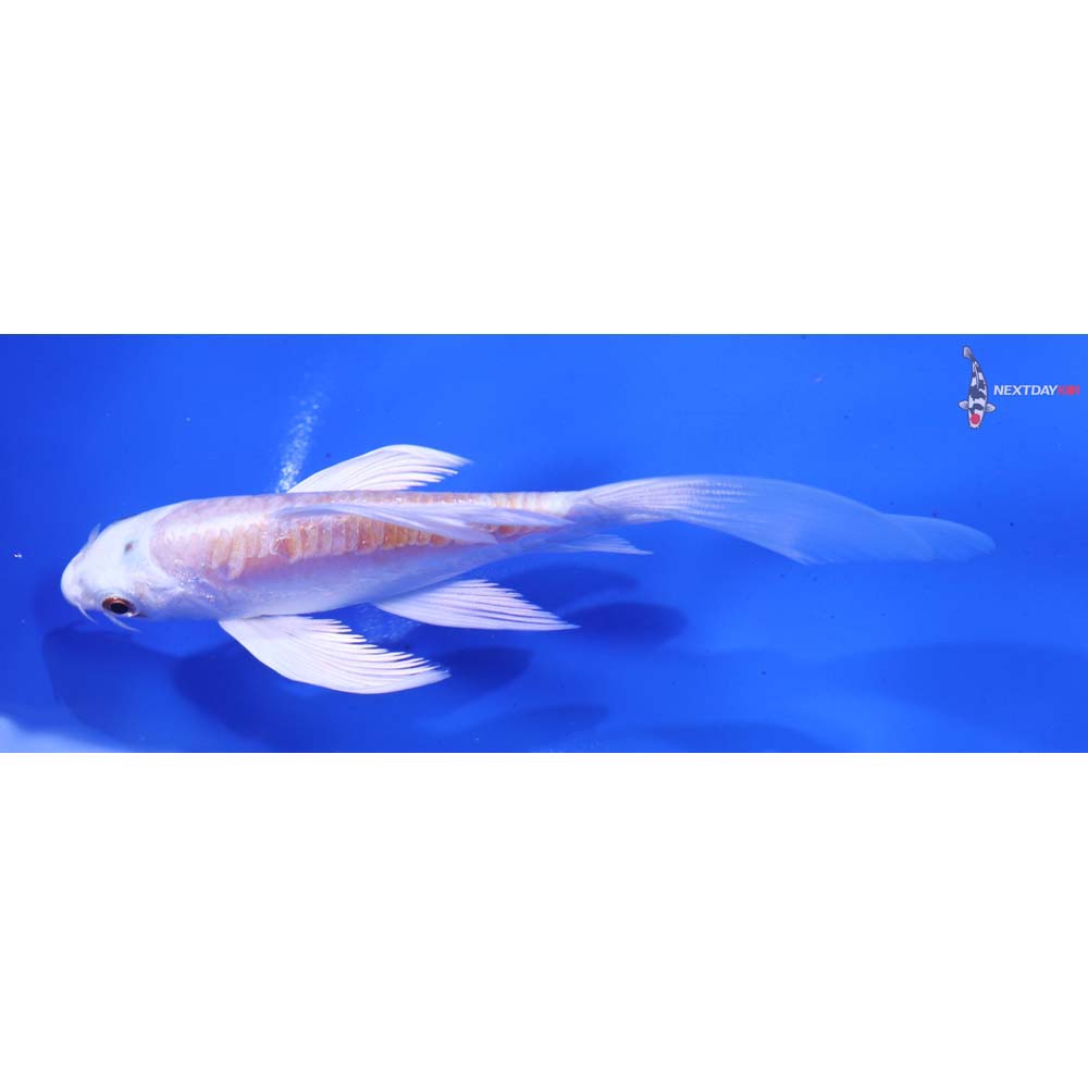 5.5” Imported Kikusui Butterfly Koi
