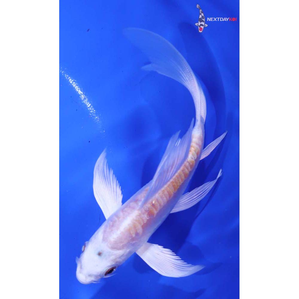5.5” Imported Kikusui Butterfly Koi