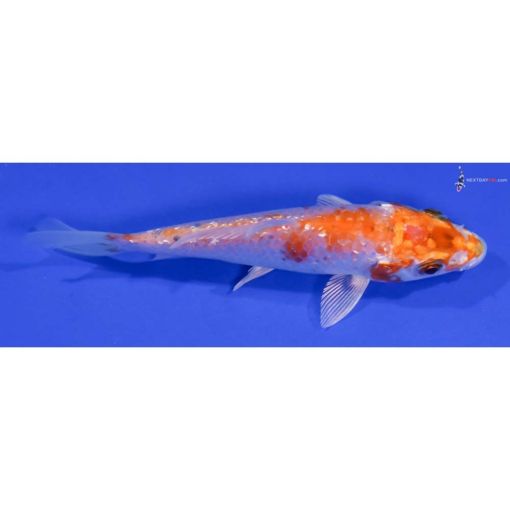 4.5” Imported Gin Rin Hariwake