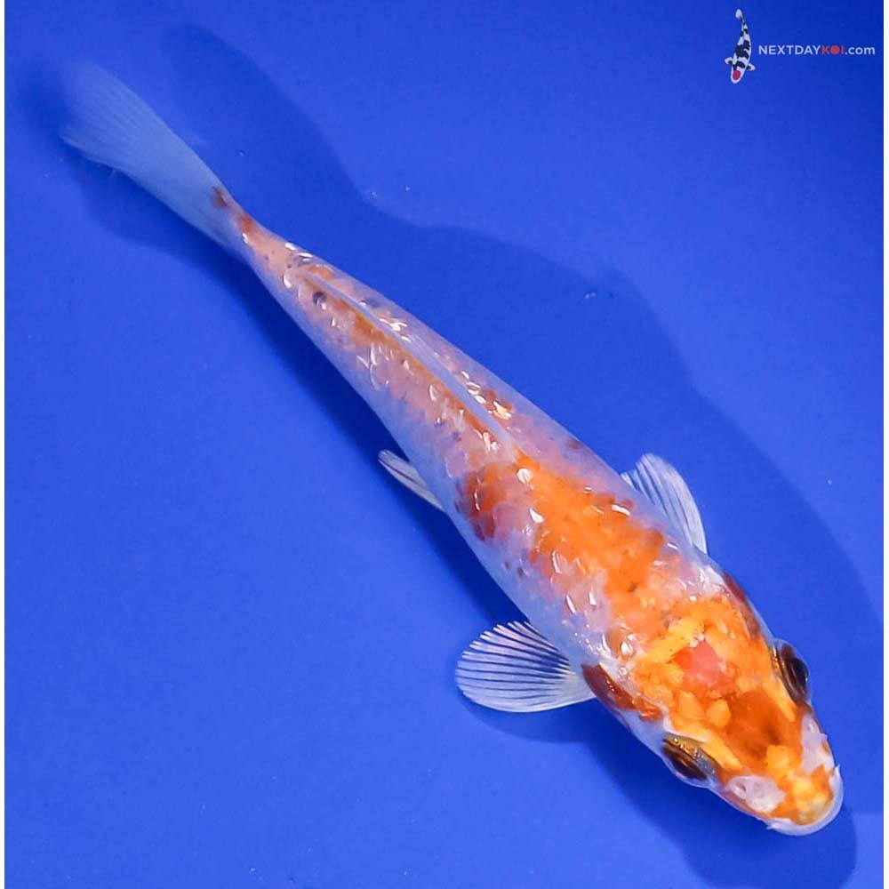 4.5” Imported Gin Rin Hariwake