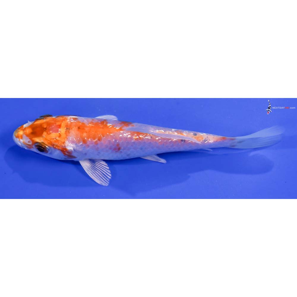 4.5” Imported Gin Rin Hariwake