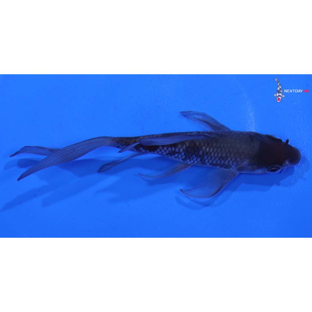 4.5” Imported Ochiba Shigure Butterfly Koi