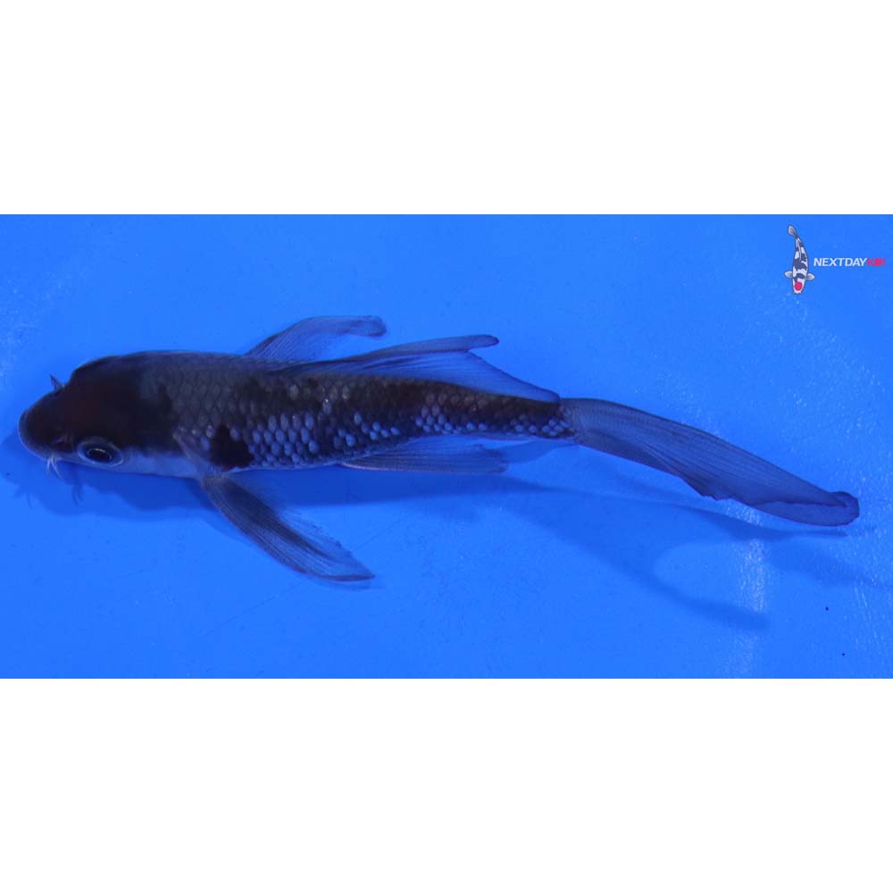 4.5” Imported Ochiba Shigure Butterfly Koi