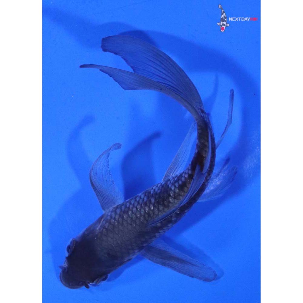 4.5” Imported Ochiba Shigure Butterfly Koi