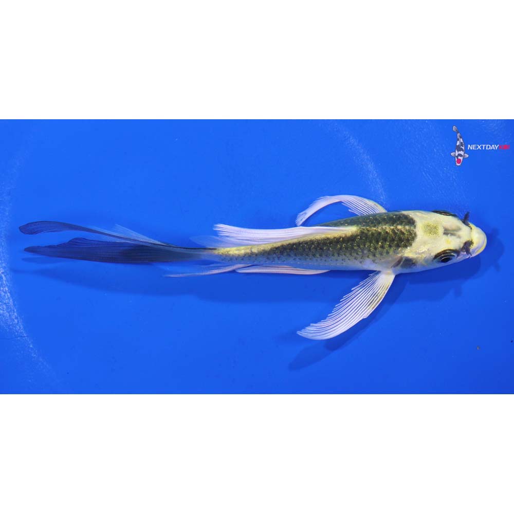 5” Imported Ki Matsuba Butterfly Koi