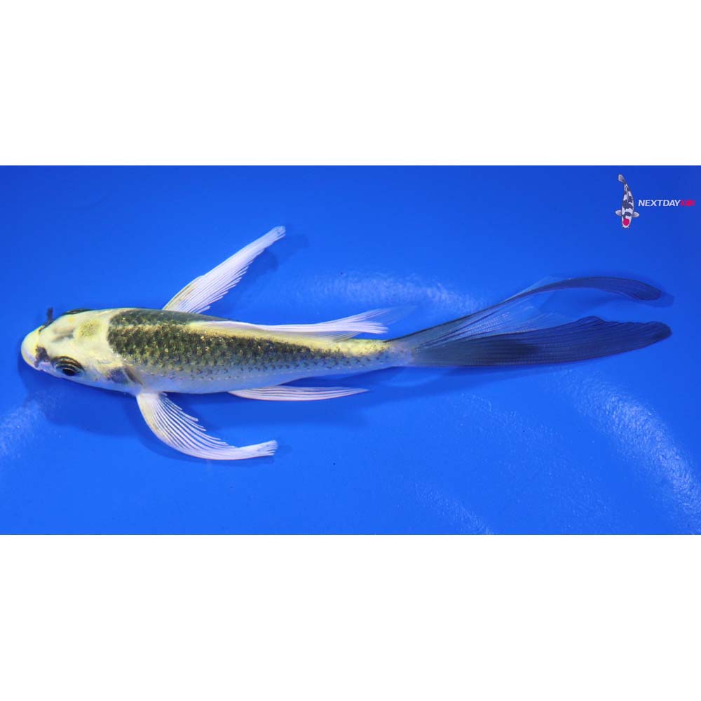 5” Imported Ki Matsuba Butterfly Koi