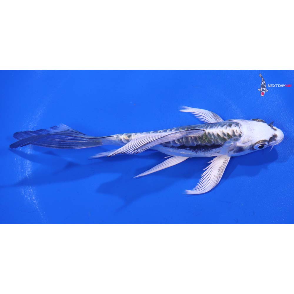 5” Imported Kikokuryu Butterfly Koi