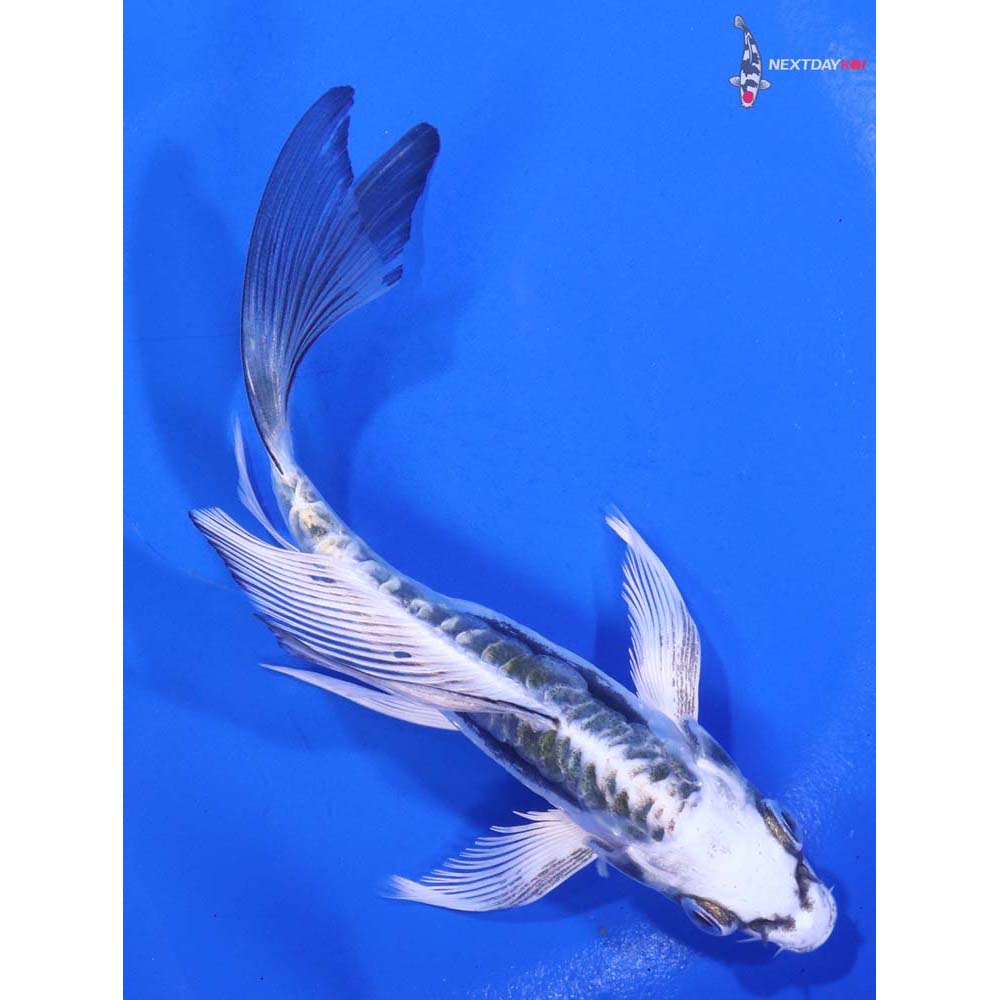 5” Imported Kikokuryu Butterfly Koi