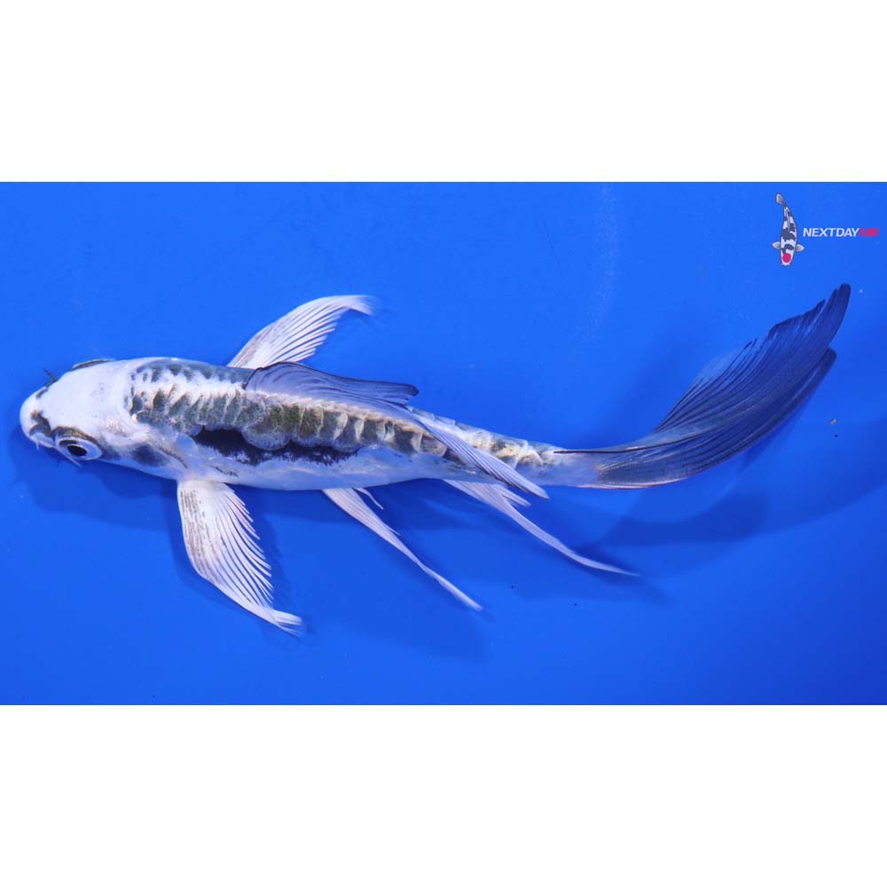 5” Imported Kikokuryu Butterfly Koi
