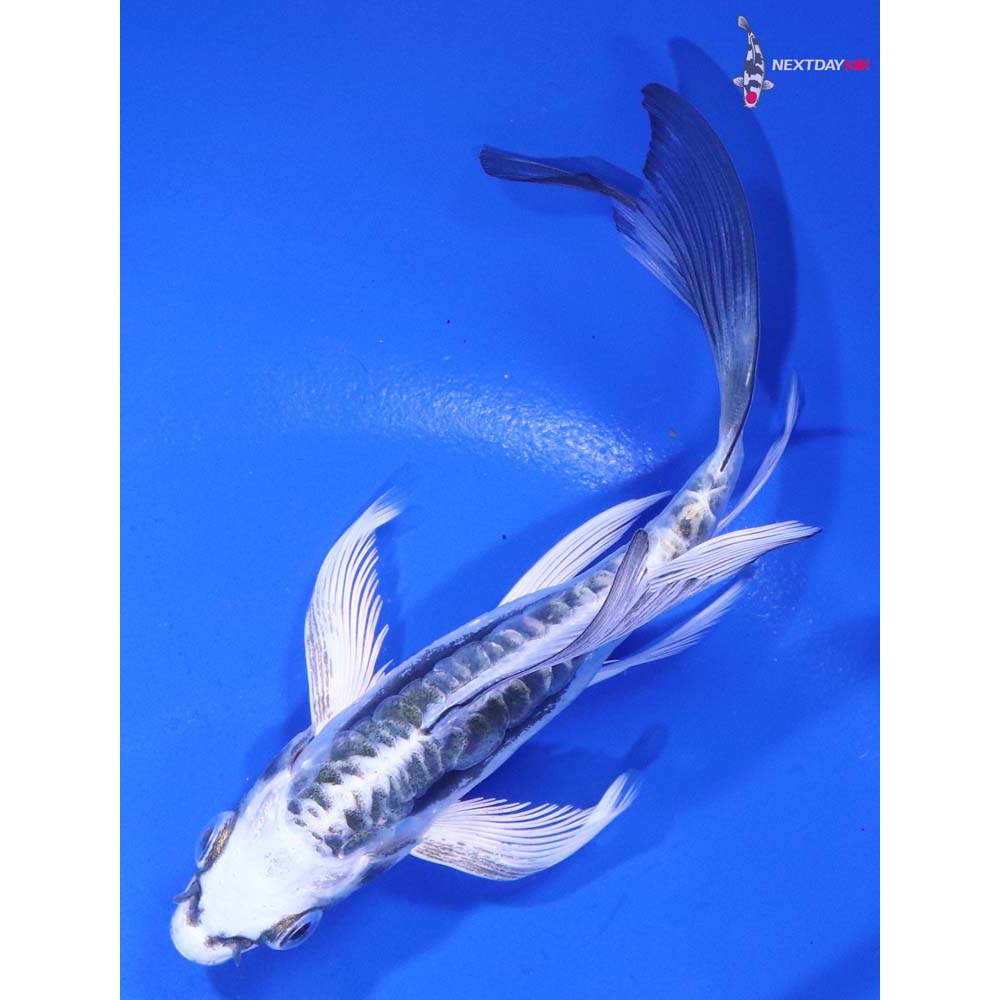 5” Imported Kikokuryu Butterfly Koi