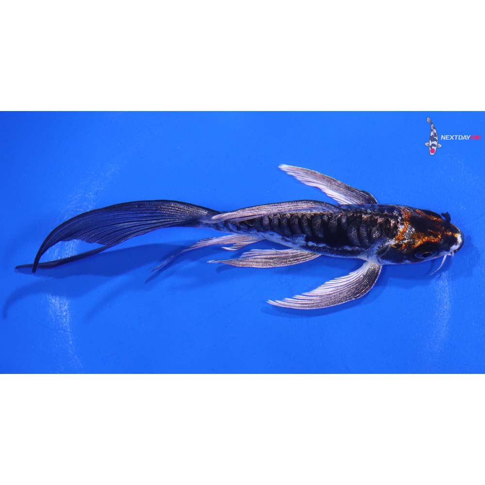 5” Imported Kin Kikokuryu Butterfly Koi