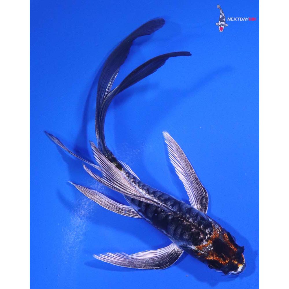 5” Imported Kin Kikokuryu Butterfly Koi