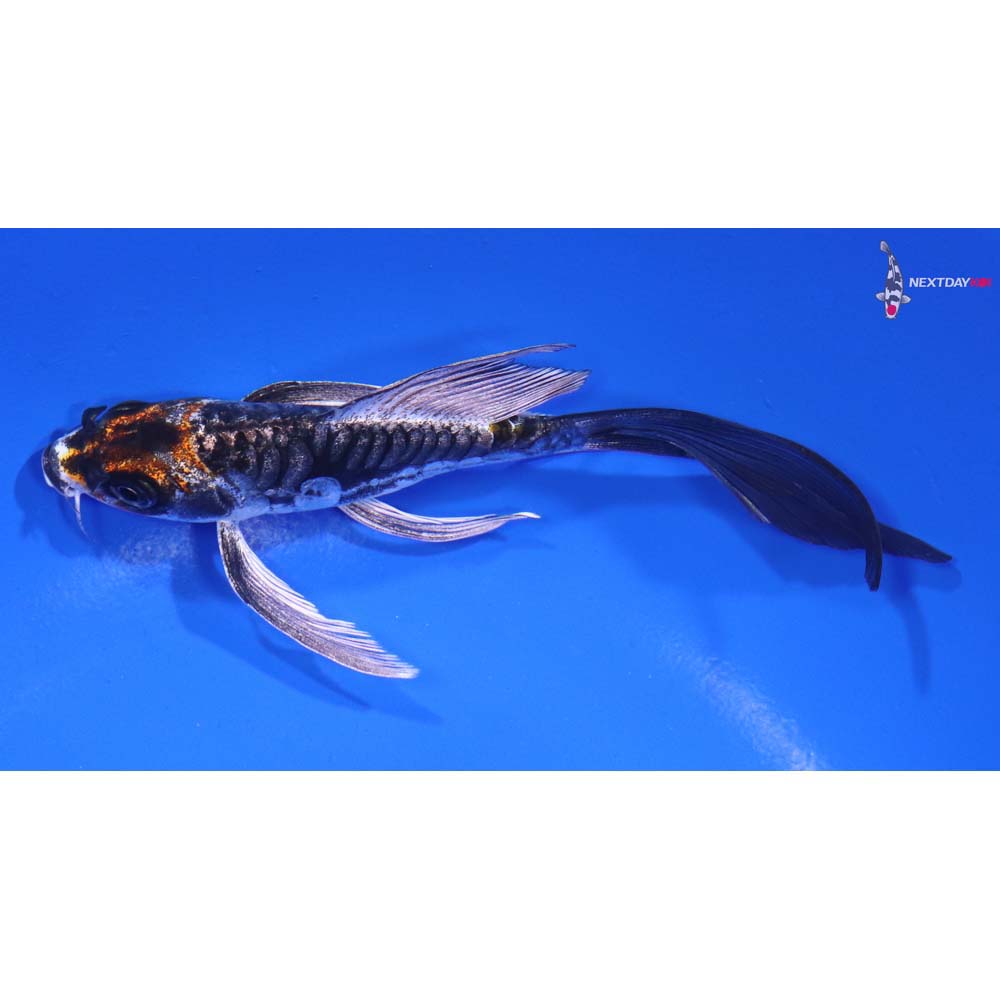 5” Imported Kin Kikokuryu Butterfly Koi