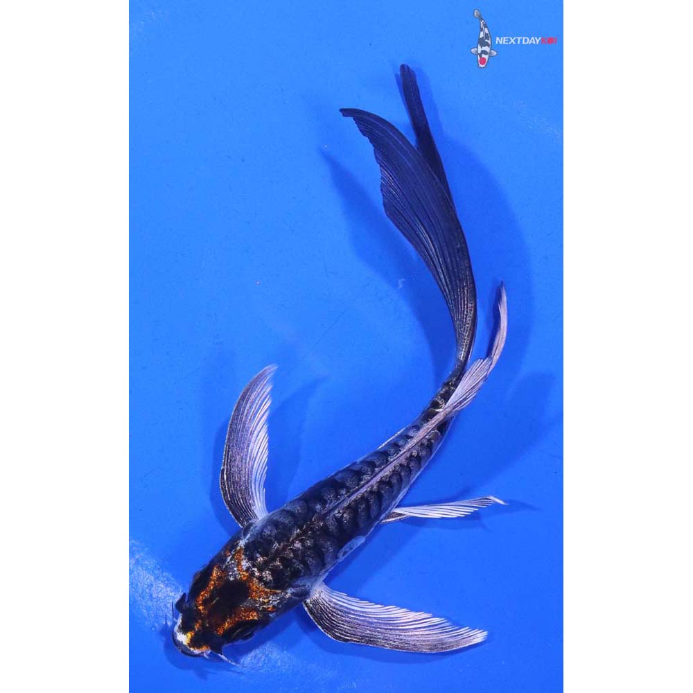 5” Imported Kin Kikokuryu Butterfly Koi