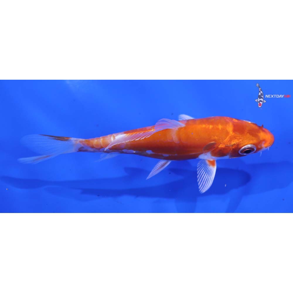 4” Imported Kikusui