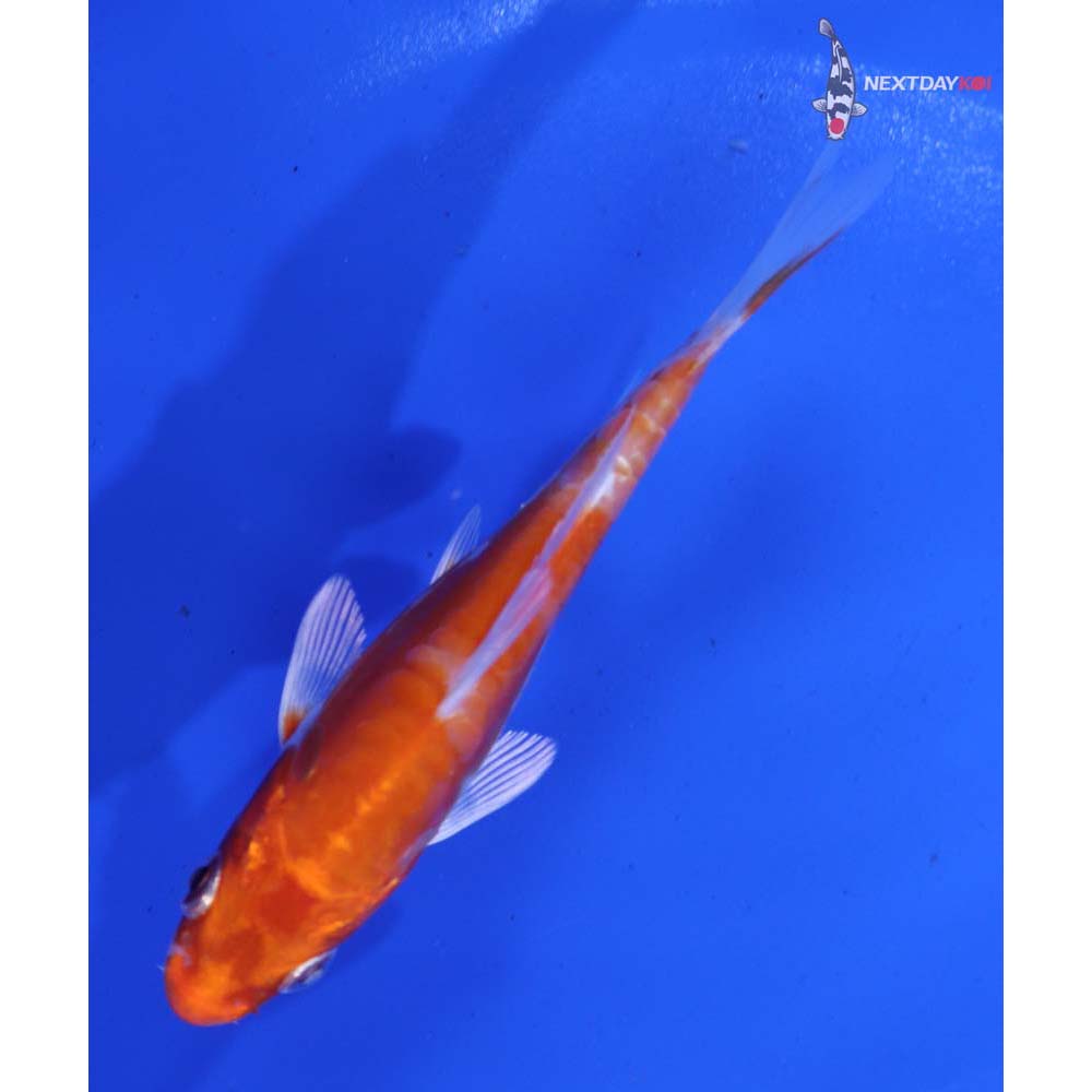 4” Imported Kikusui