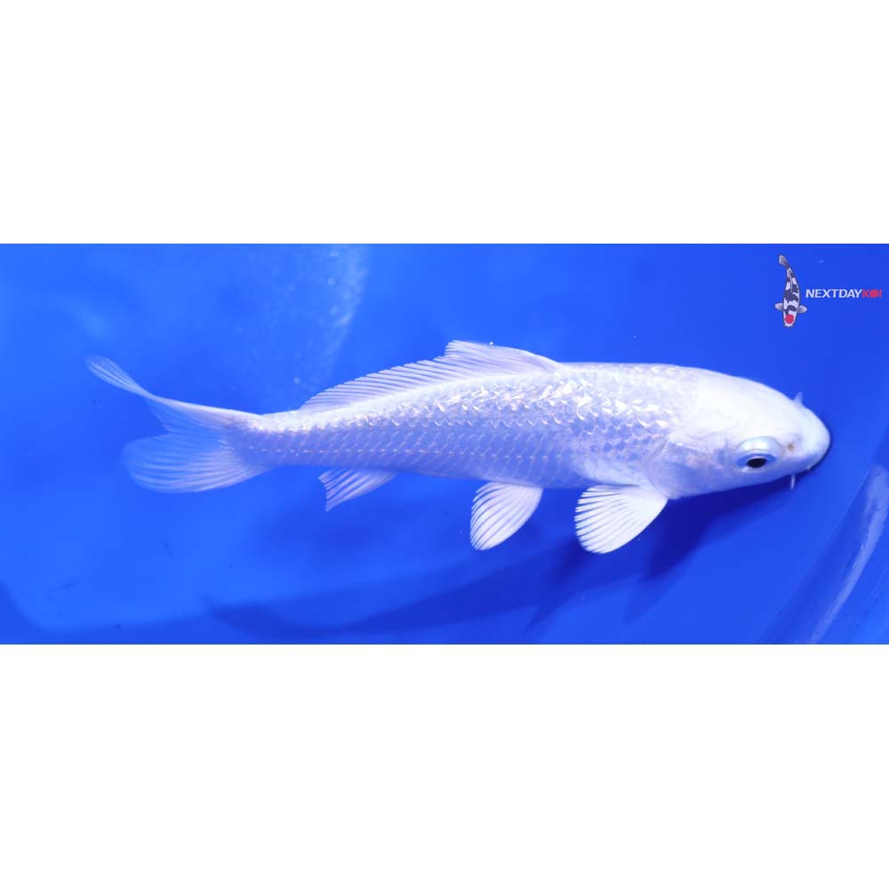 4” Imported Gin Rin Platinum Ogon