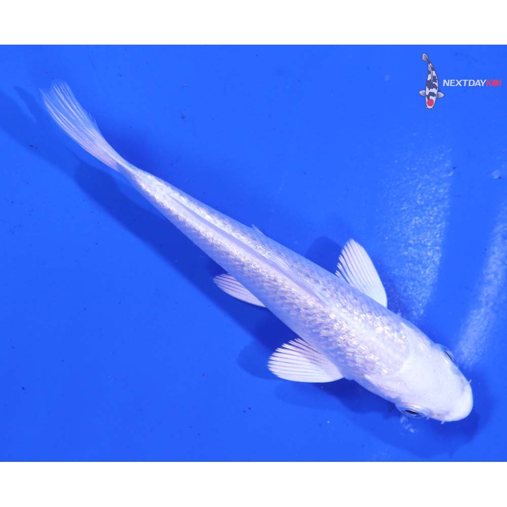 4” Imported Gin Rin Platinum Ogon