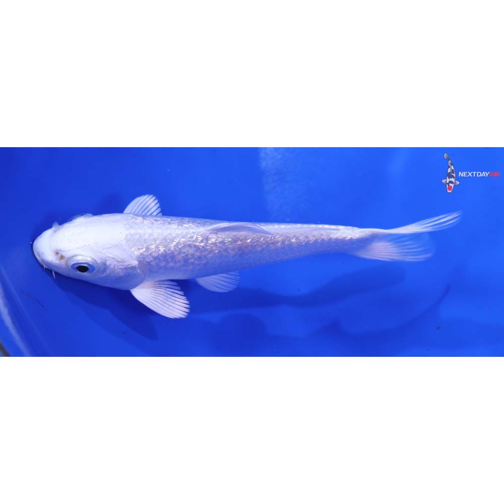 4” Imported Gin Rin Platinum Ogon