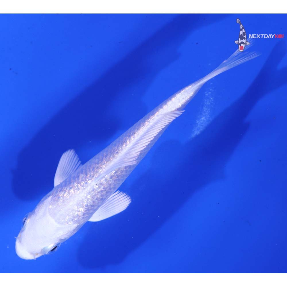 4” Imported Gin Rin Platinum Ogon