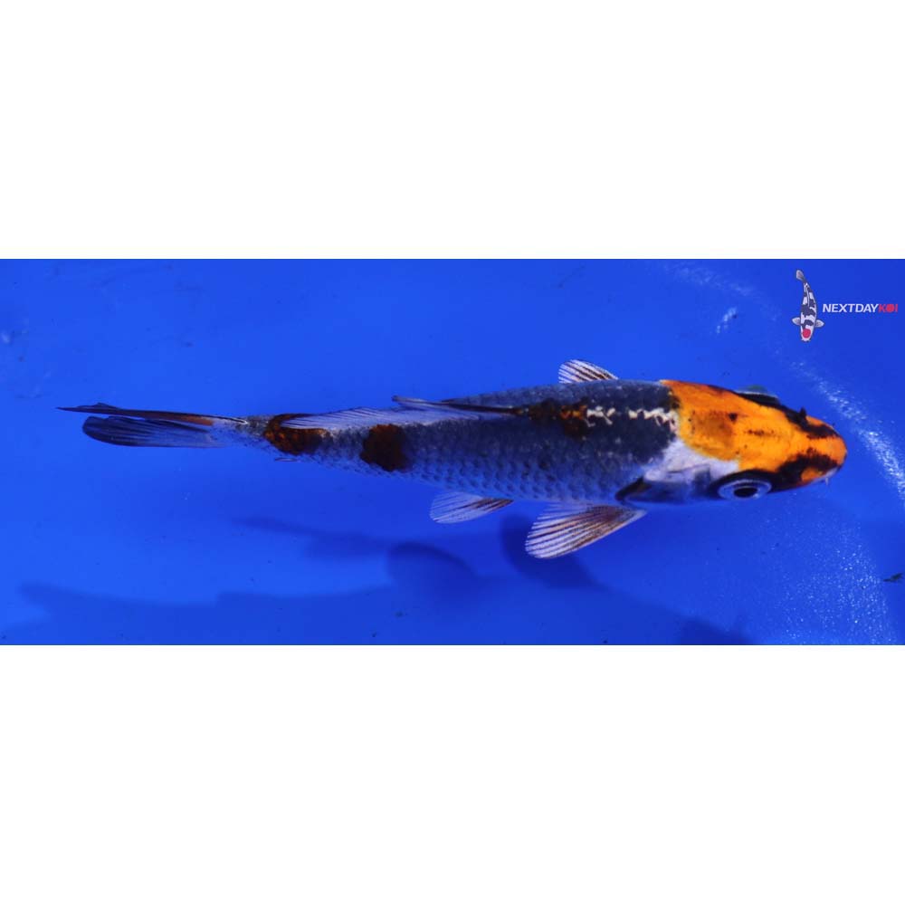 4” Imported Kujaku