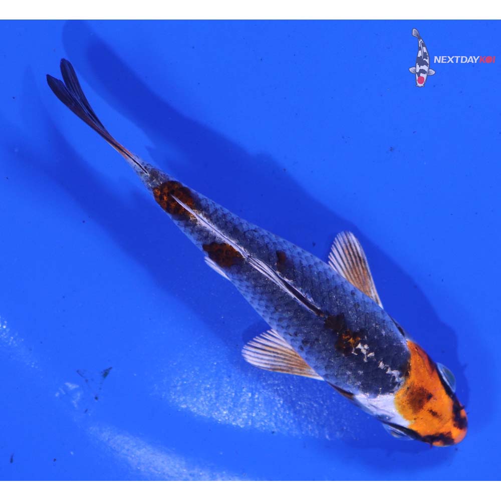 4” Imported Kujaku