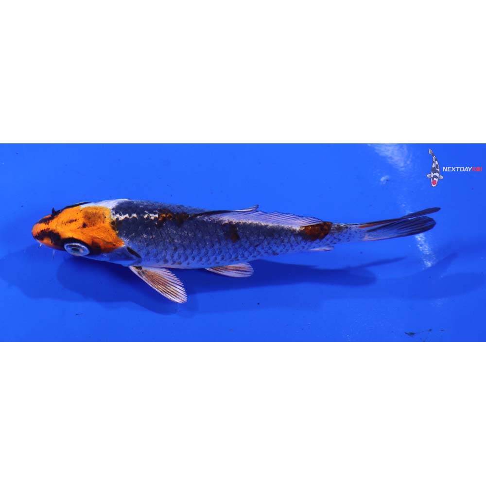 4” Imported Kujaku