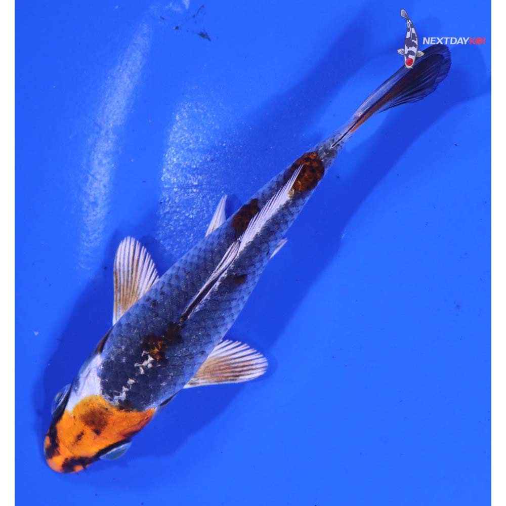 4” Imported Kujaku