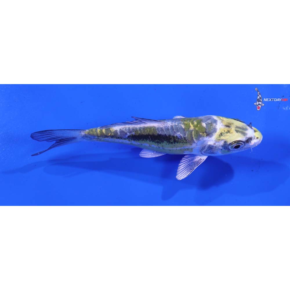 4” Imported Kin Kikokuryu