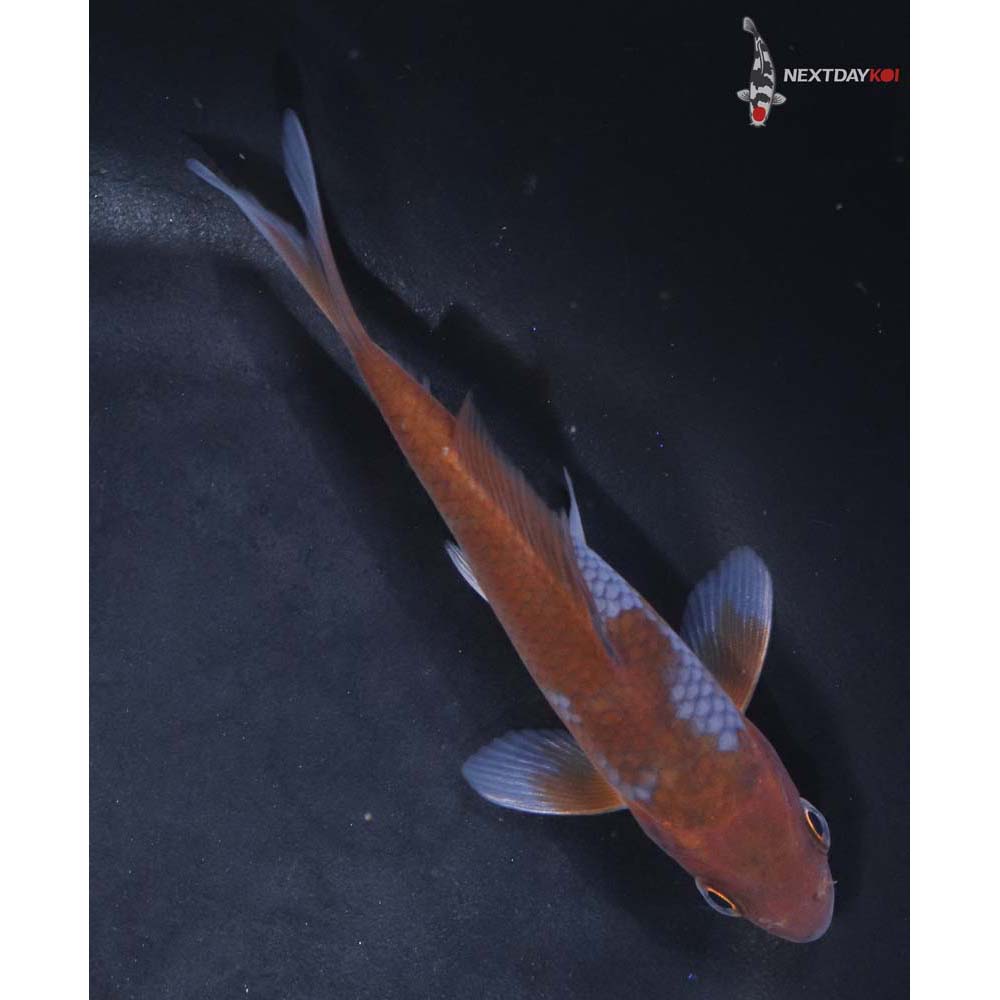 4.5” Imported Ochiba Shigure